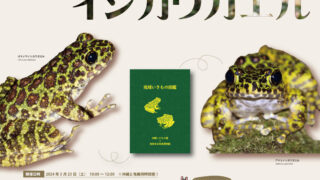 奄美博物館×沖縄こどもの国　カエルワークショップ
